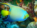   First time shooting underwater No external strobe lenses Sealife DC600 borrowed friend. am hooked friend  
